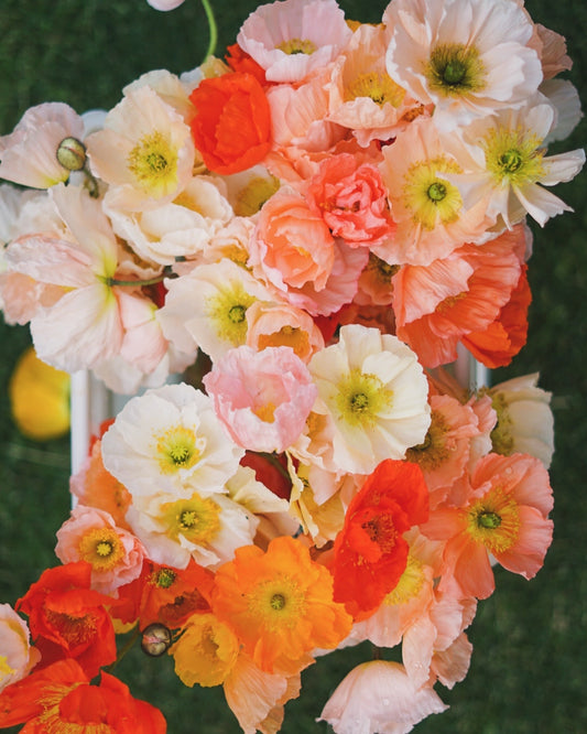 Mixed Iceland Poppies