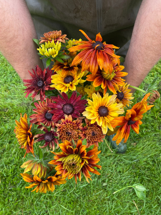 Rudbeckia mixed