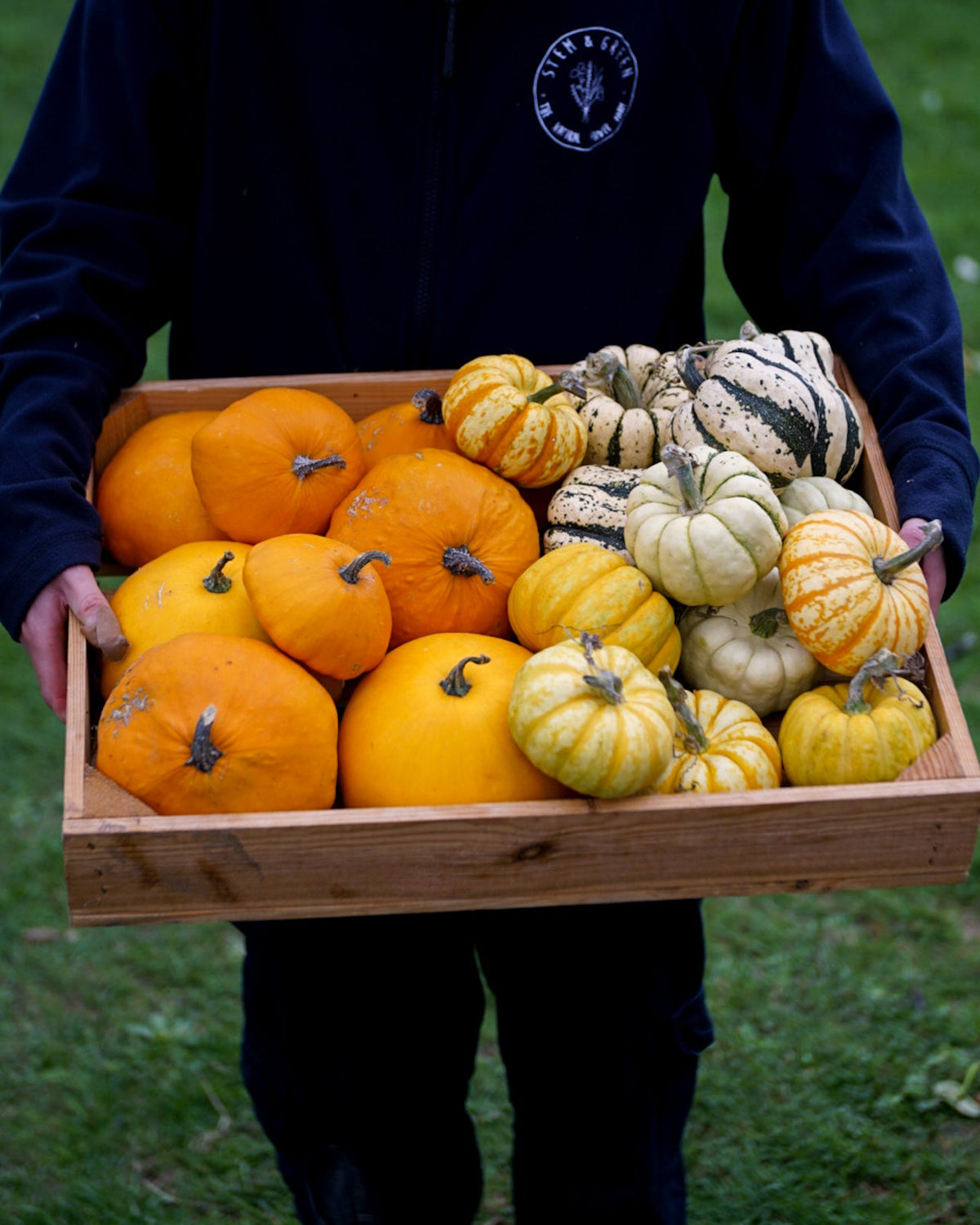 Decorative Pumpkins and Gourds