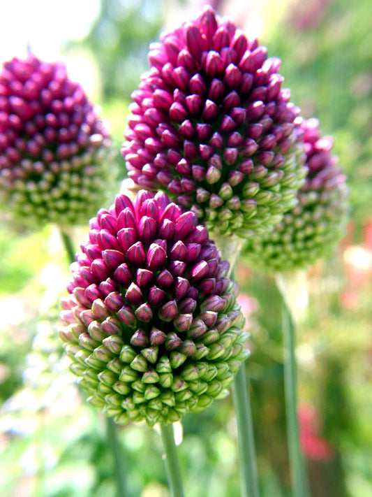 Allium - Drumstick (sphaerocephalon)
