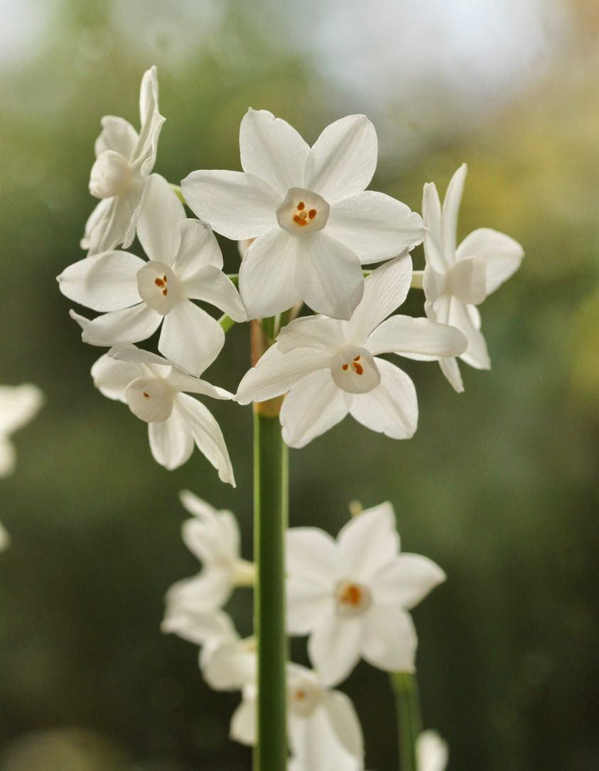 Paperwhites in a terracotta pot