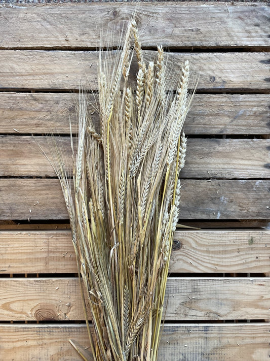 Barley