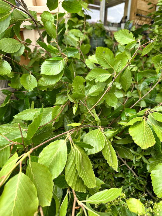 Beech branches 1 - 2m