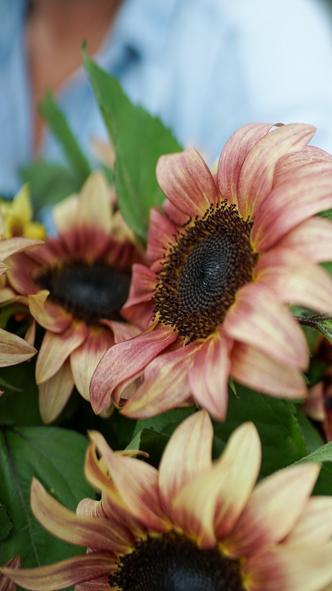 Fresh Sunflowers