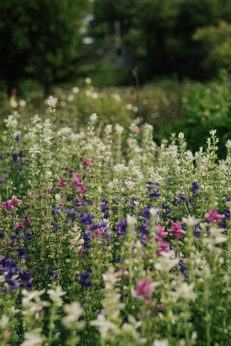 SEPTEMBER: Floral Photography workshop 15/09