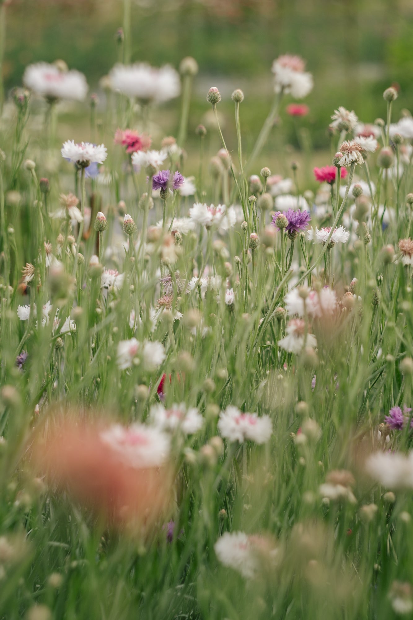 SEPTEMBER: Floral Photography workshop 15/09