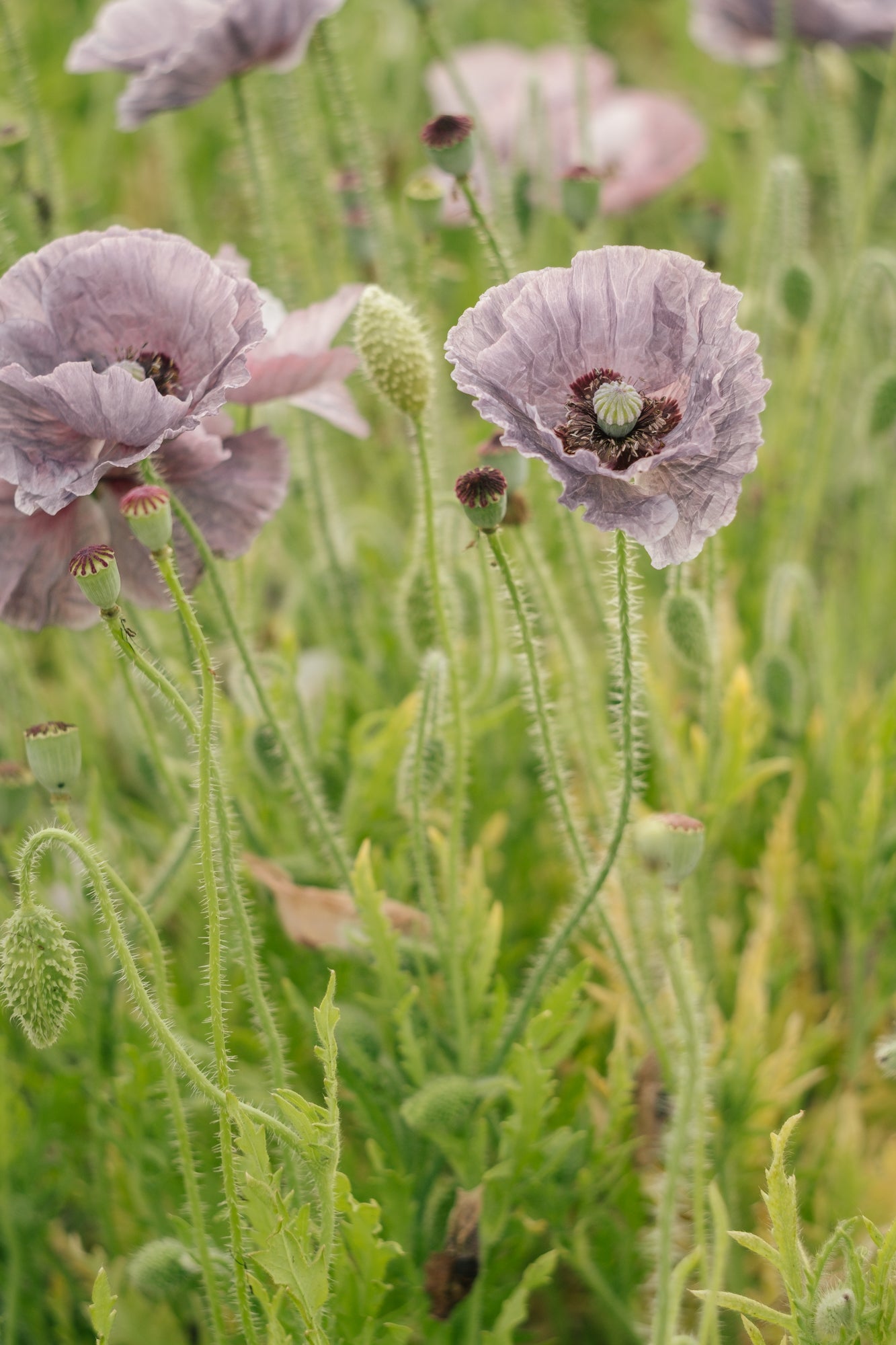 SEPTEMBER: Floral Photography workshop 15/09