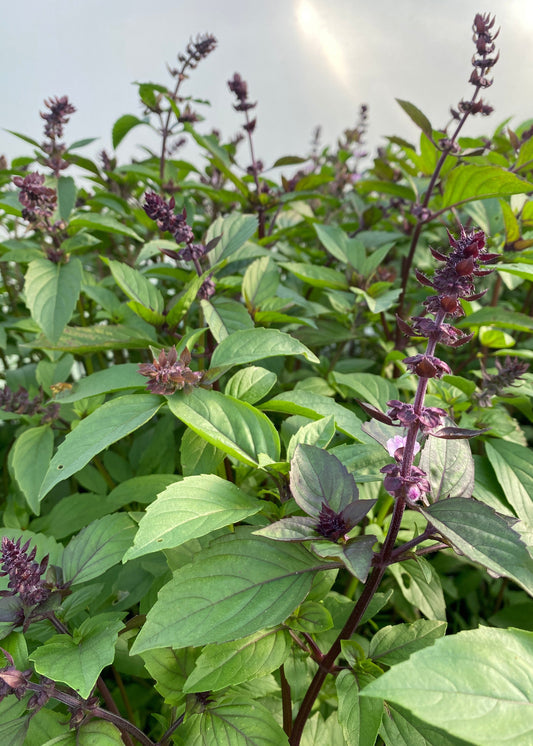 Basil, flowering