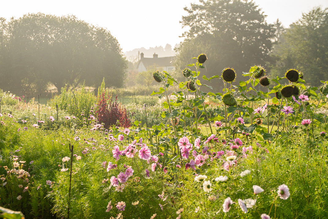 About Stem and Green Flower Farm Ltd