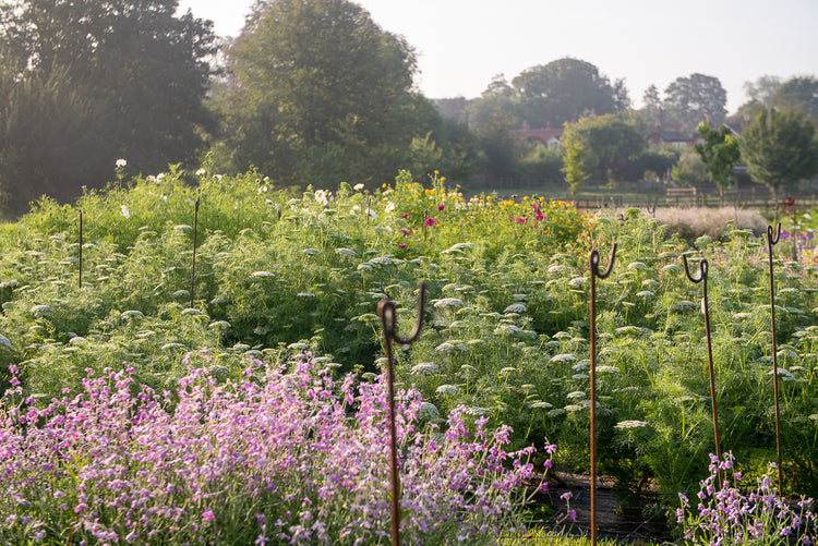 About Stem and Green Flower Farm Ltd