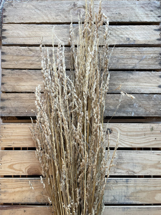 Field Grass