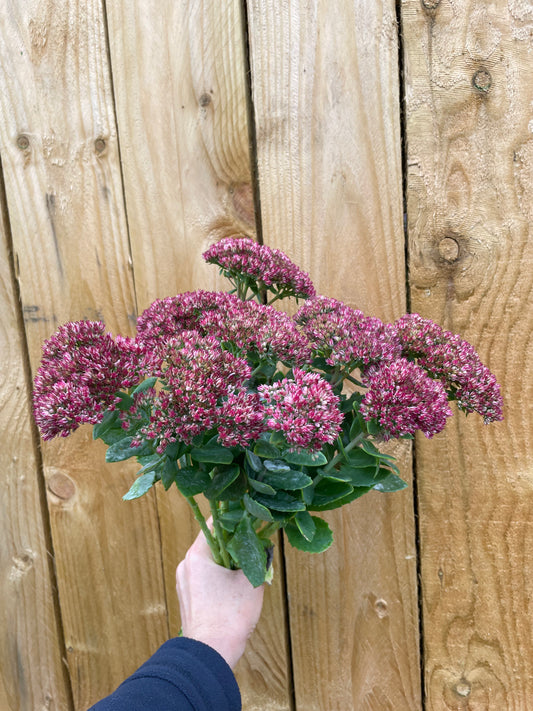 Sedum - Green