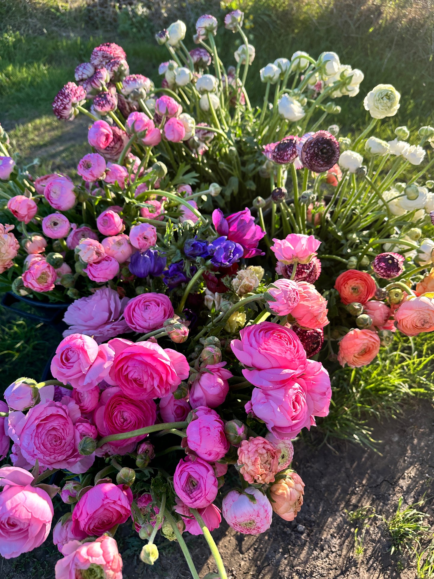 Mixed Ranunculus