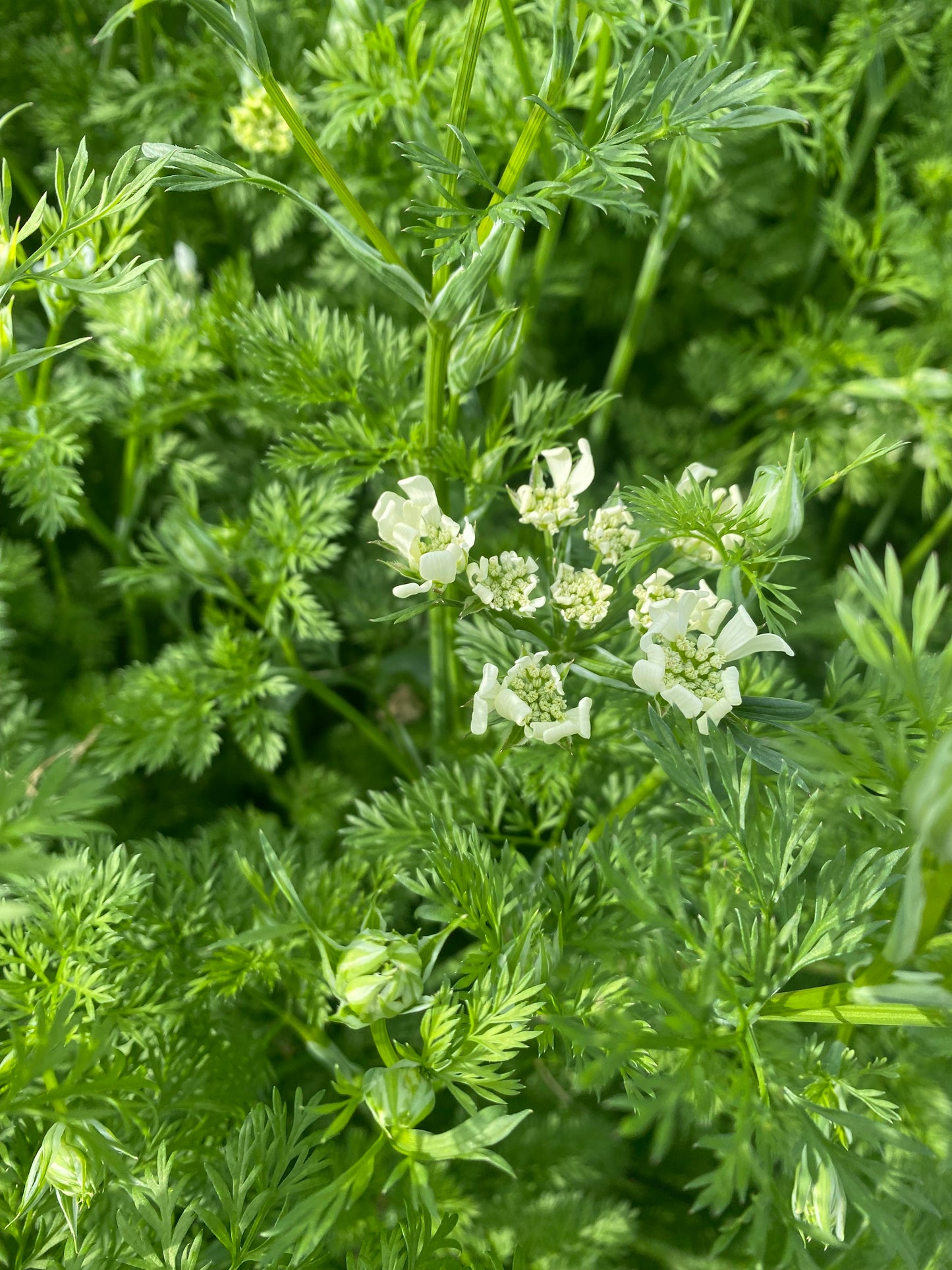 Orlaya Grandiflora seeds