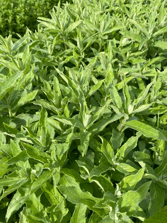 Mint - Buddleja