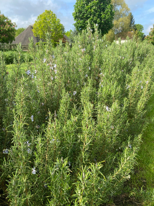 Scented Rosemary