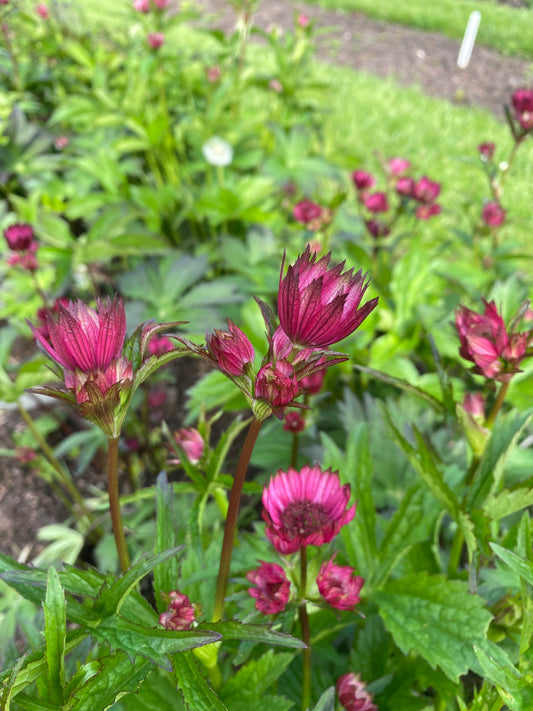 Astrantia (short)