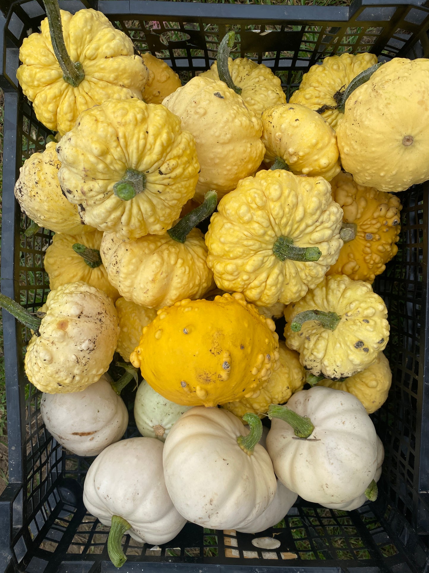 Decorative Pumpkins and Gourds