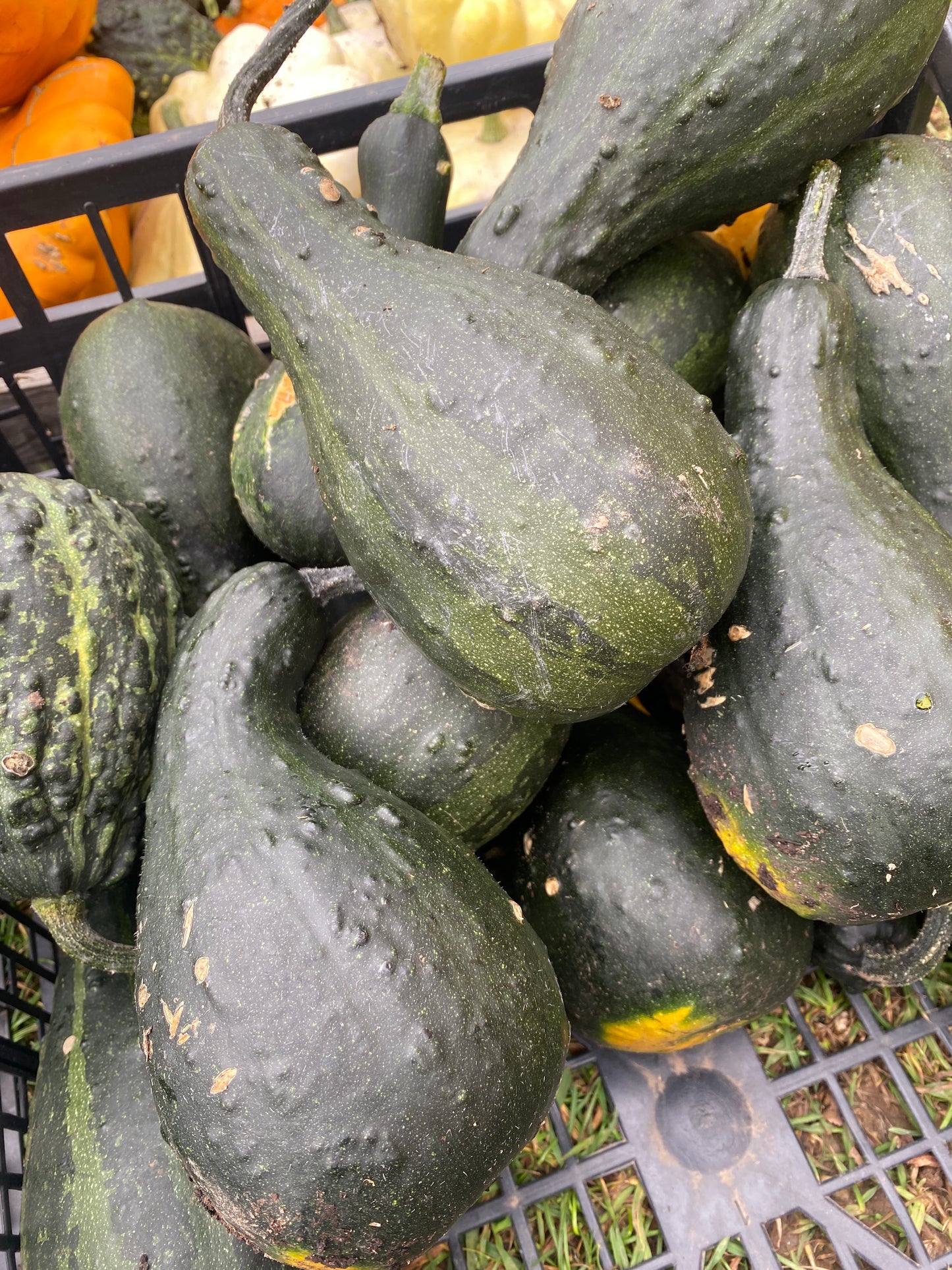 Decorative Pumpkins and Gourds