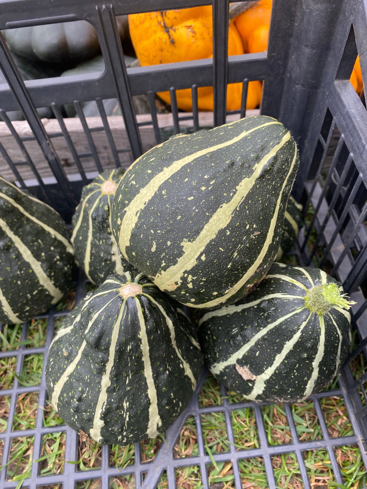 Decorative Pumpkins and Gourds