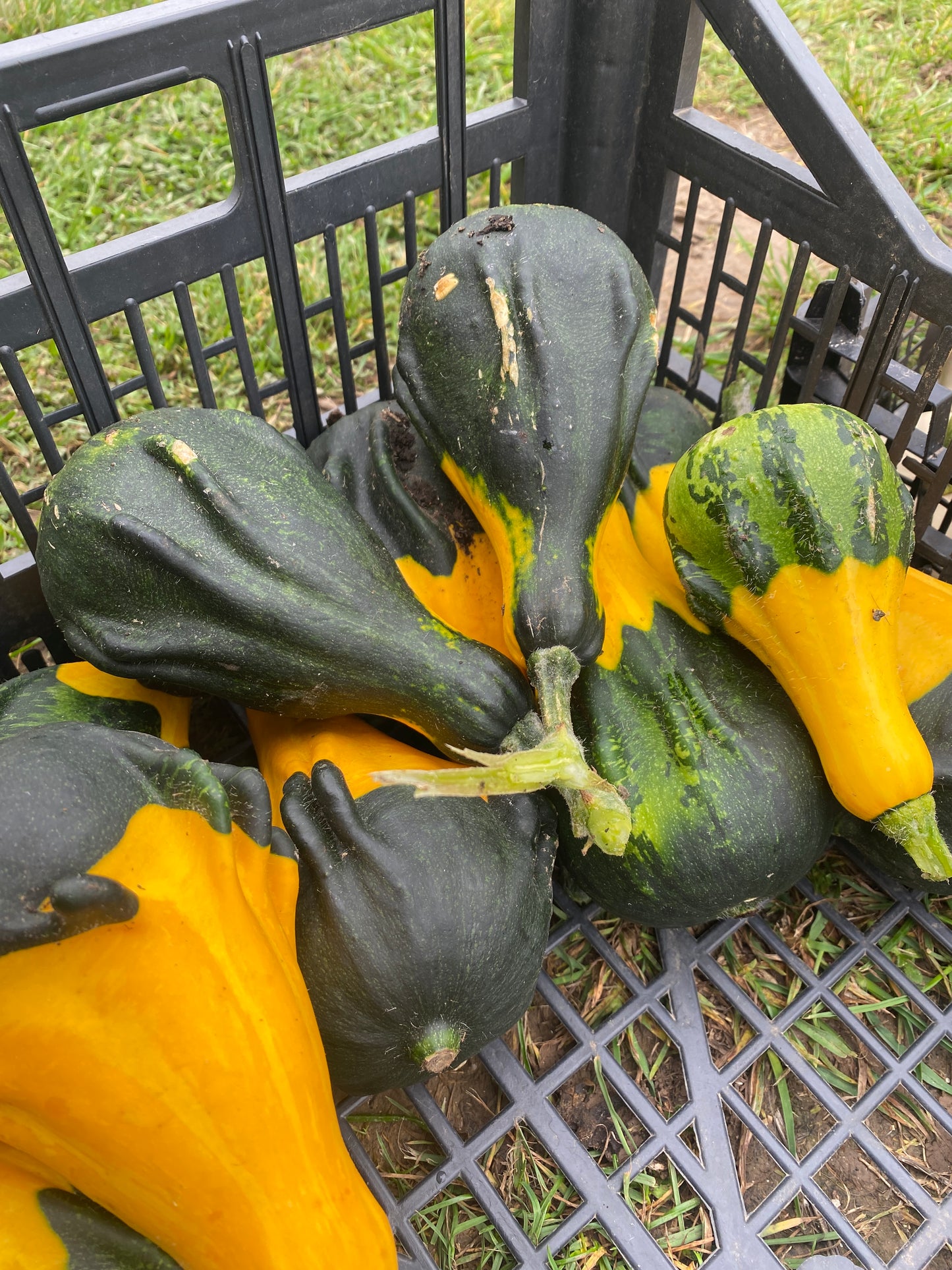 Decorative Pumpkins and Gourds
