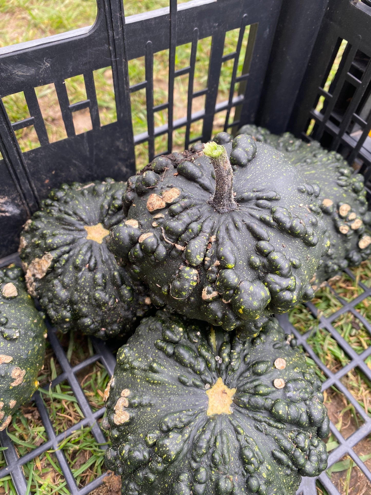 Decorative Pumpkins and Gourds