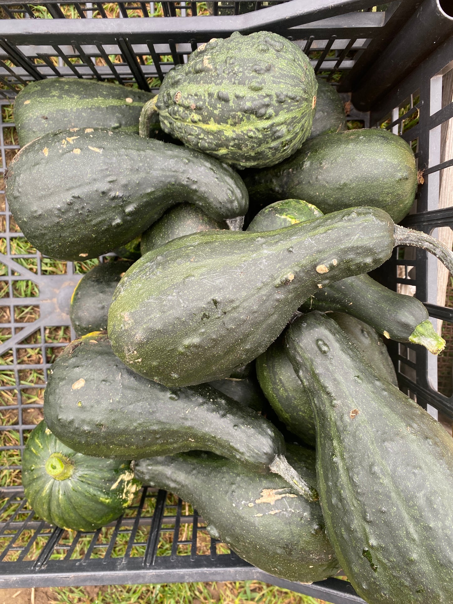 Decorative Pumpkins and Gourds