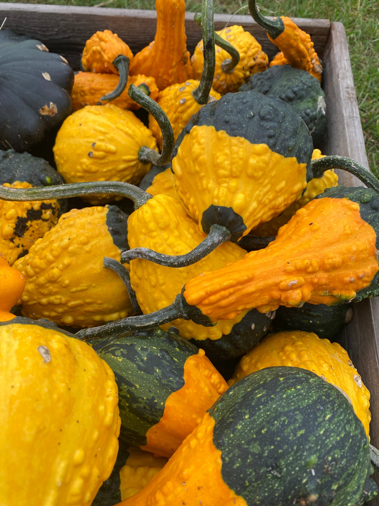 Decorative Pumpkins and Gourds