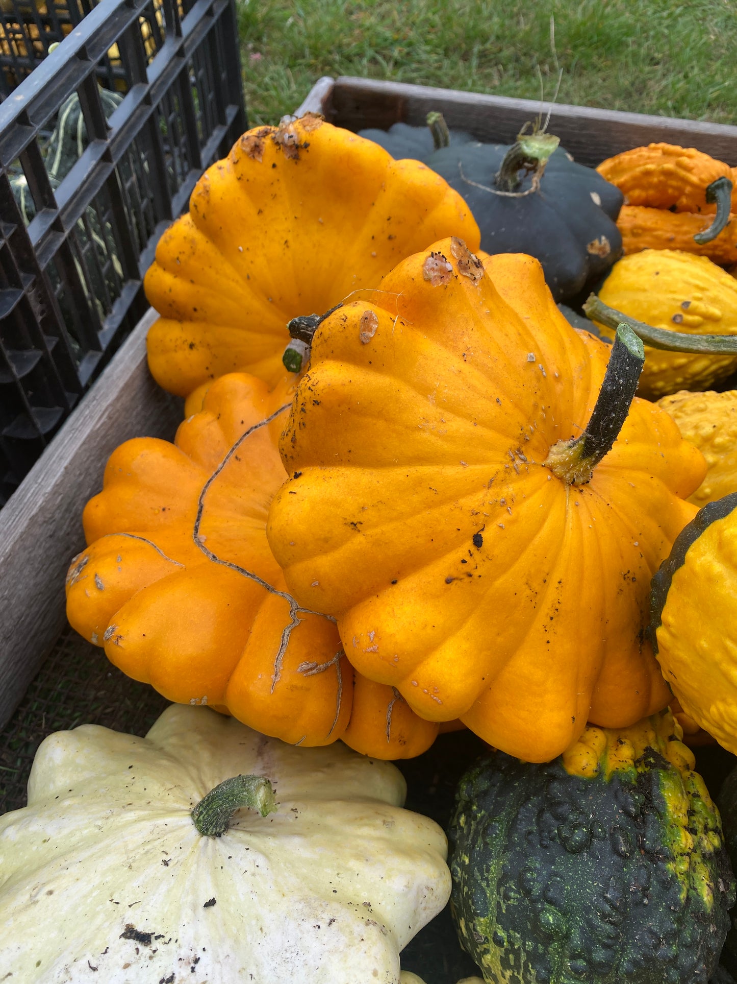Decorative Pumpkins and Gourds