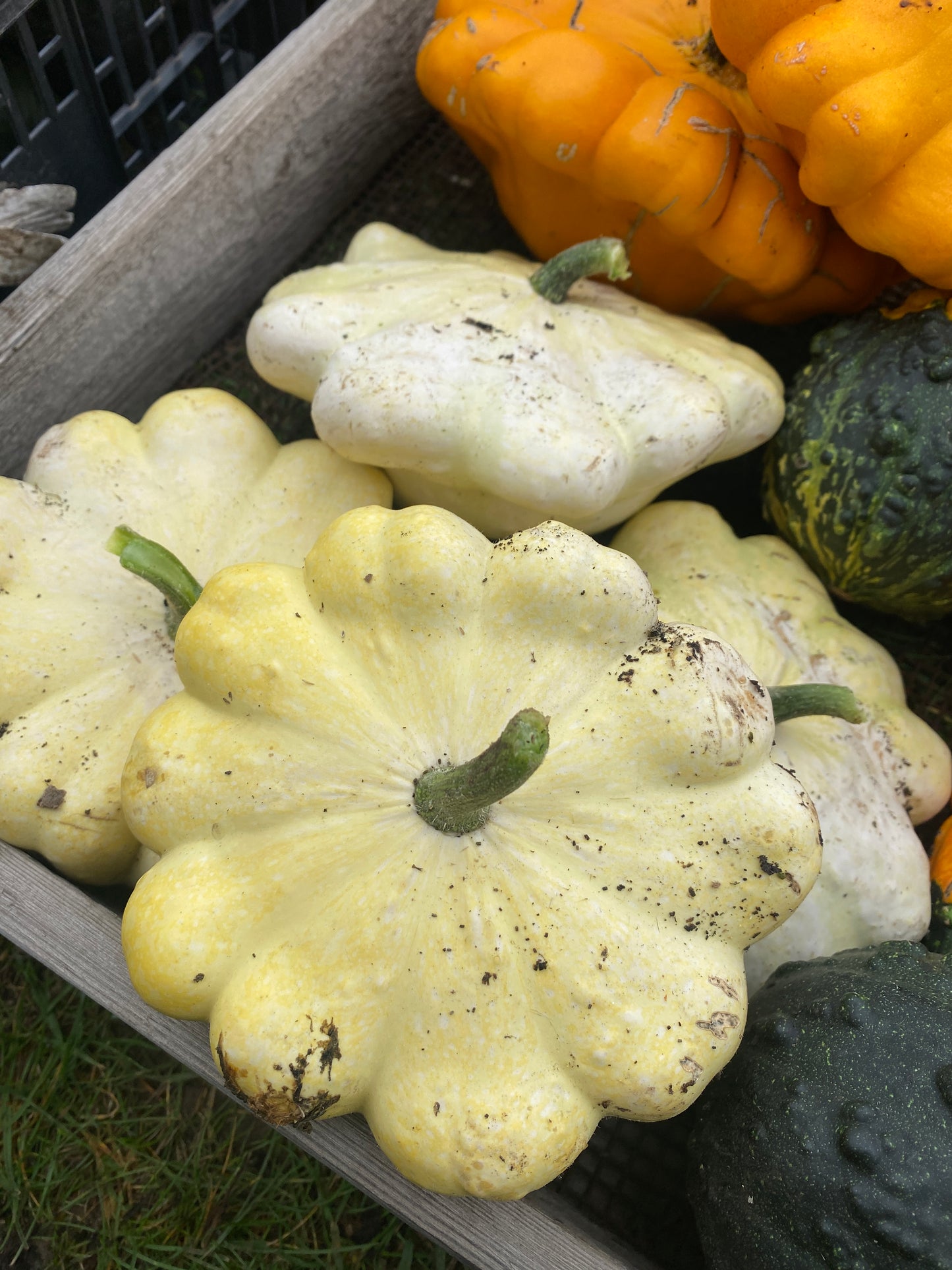 Decorative Pumpkins and Gourds