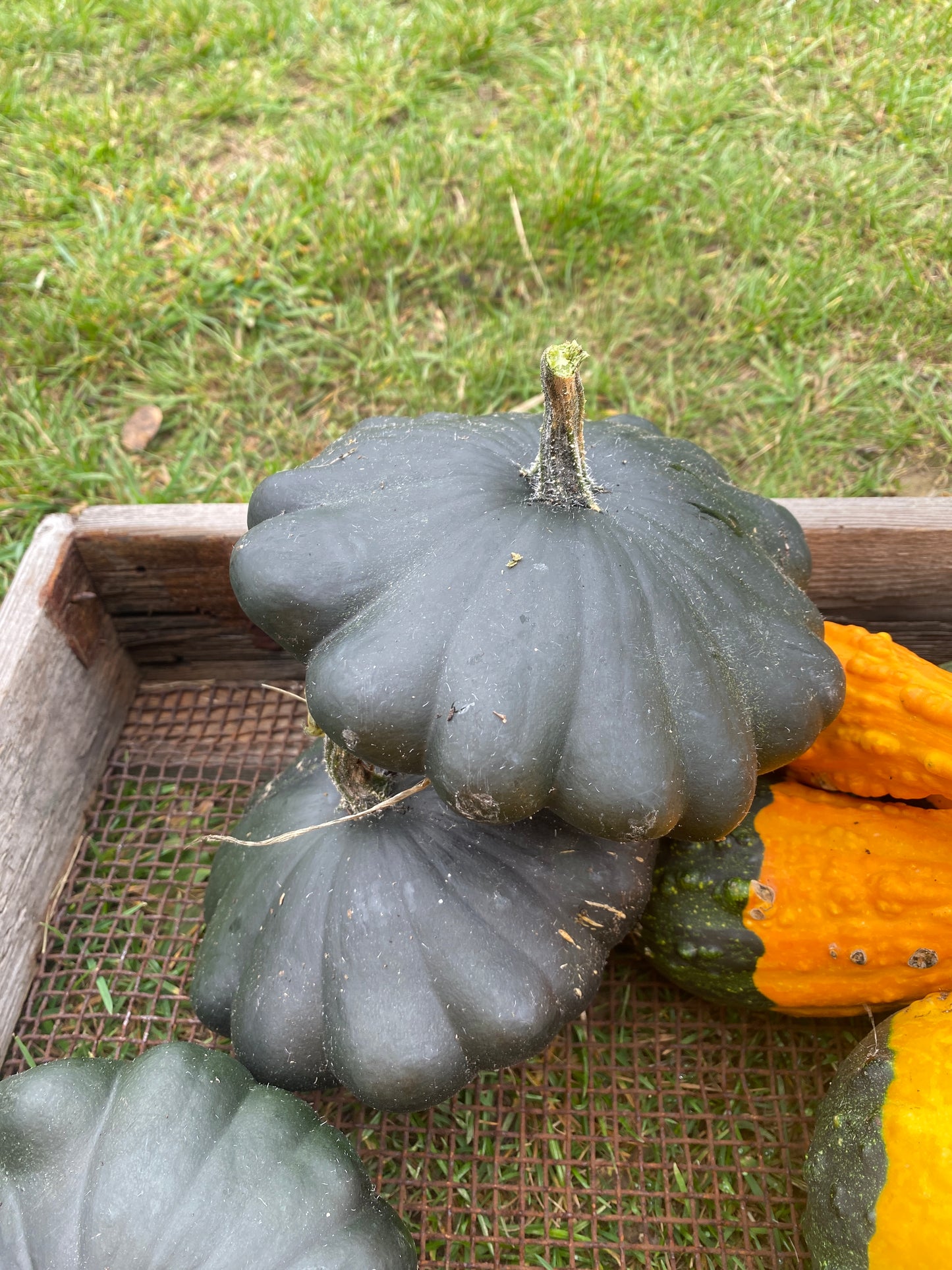 Decorative Pumpkins and Gourds