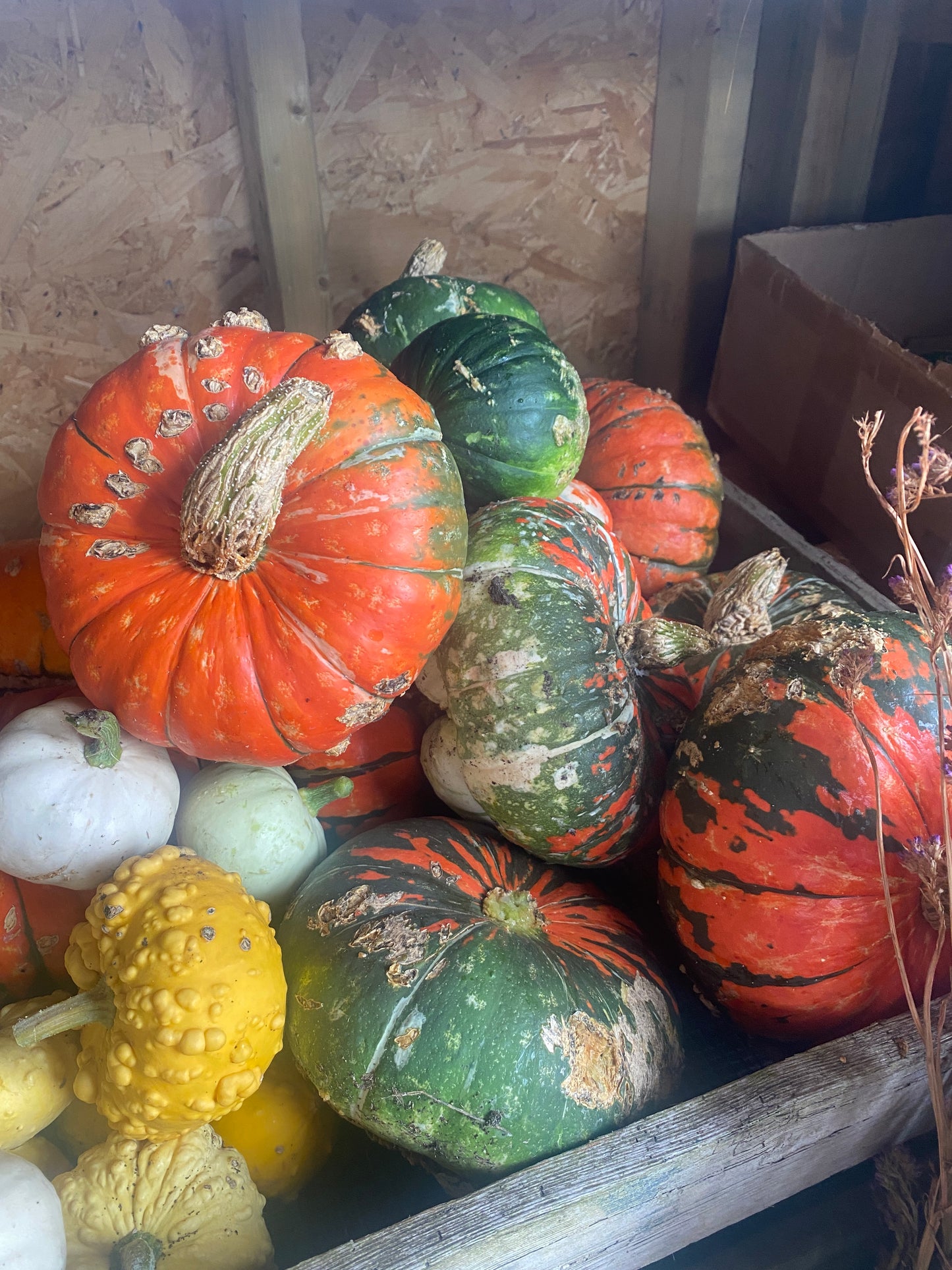 Decorative Pumpkins and Gourds