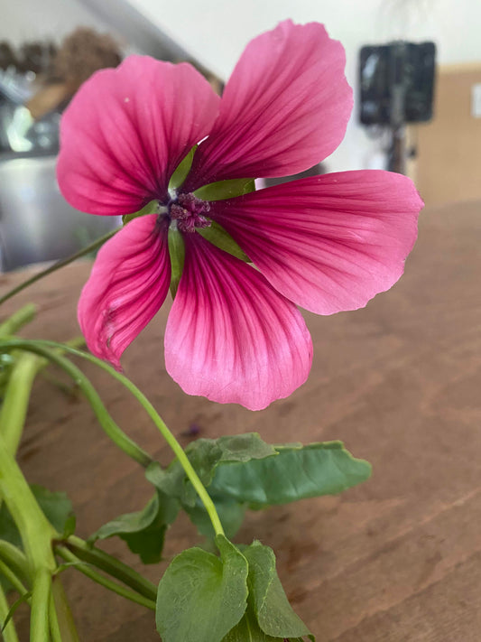 Malope Trifida