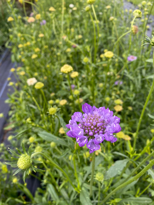 Scabious - 5 colour options