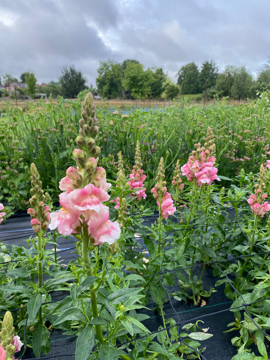 Snapdragons