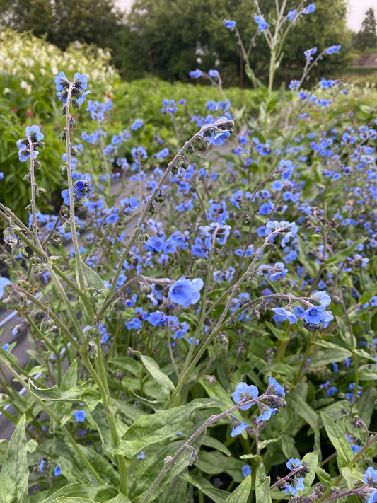 Chineses Forget-me-not (short)