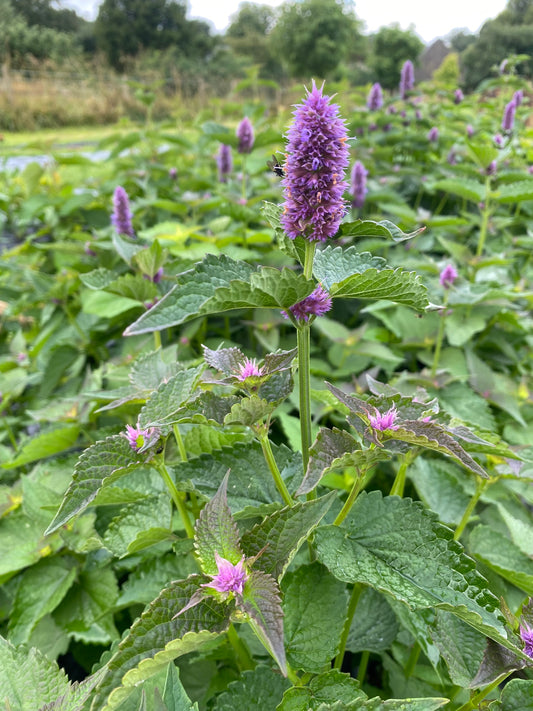 Anise Hyssop