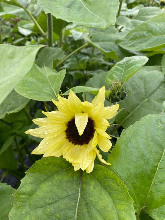 Sunflowers COMING SOON