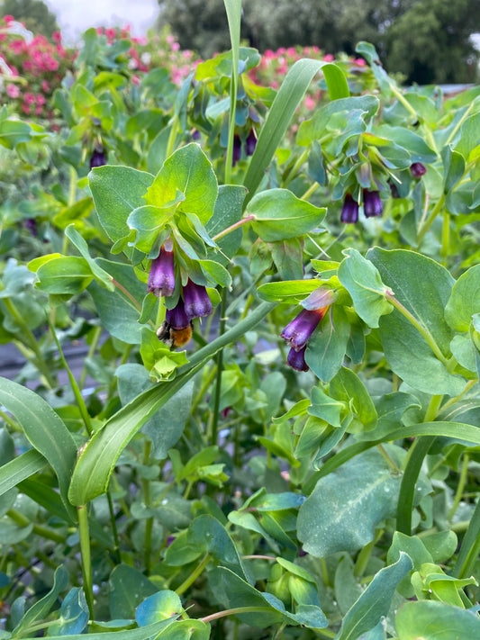 Cerinthe