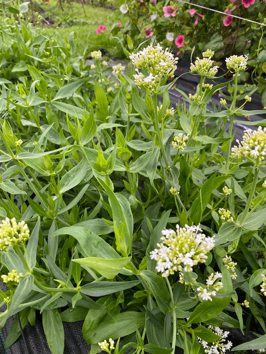 Valerian