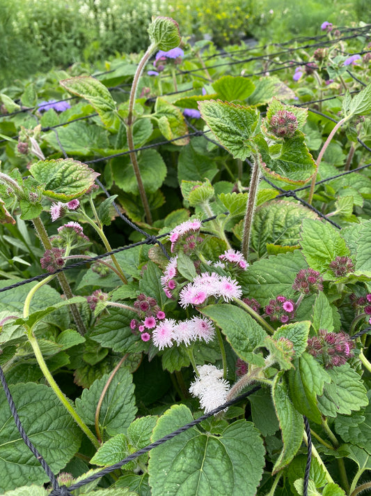 Ageratum - short