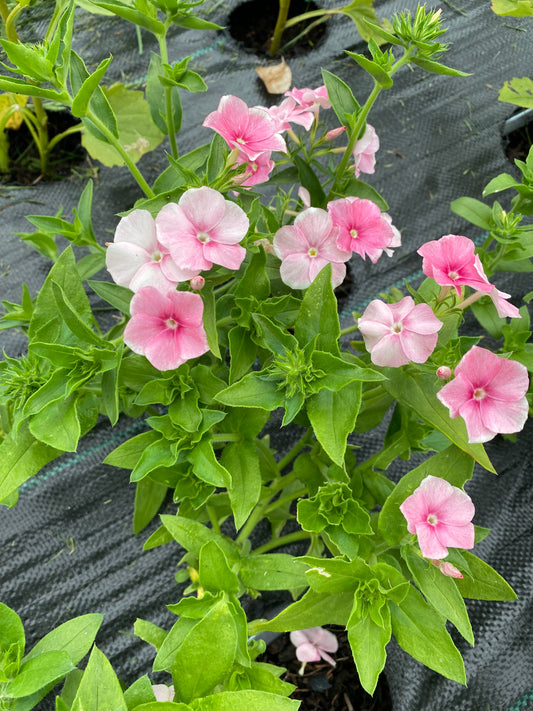 Phlox Drummondii