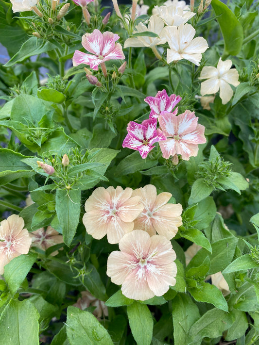 Phlox Drummondii
