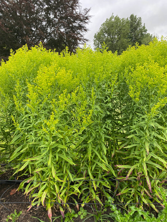 Solidago