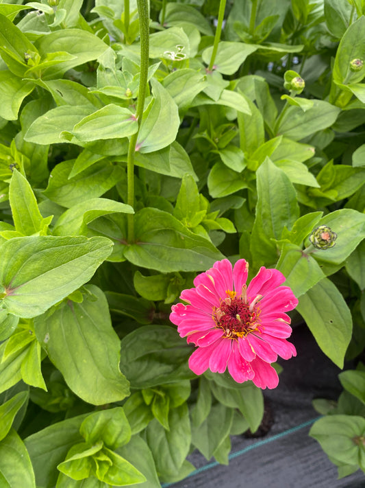 Zinnia mixed - some SHORT