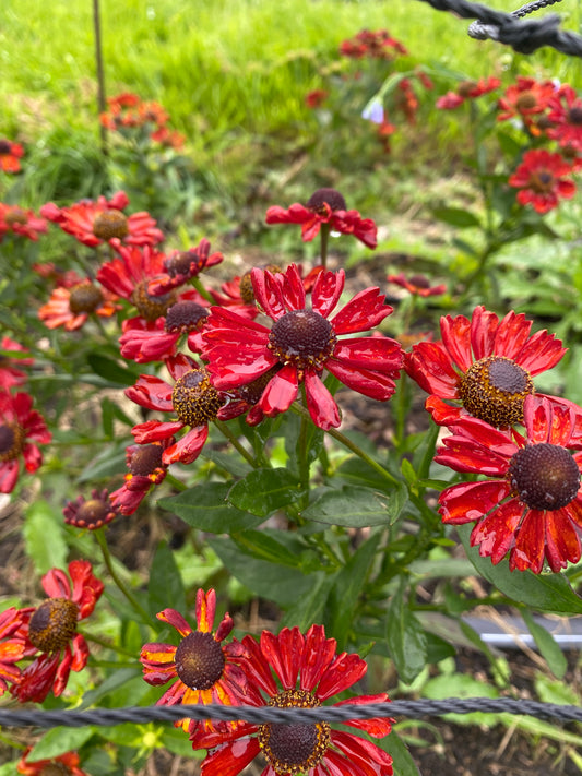 Helenium