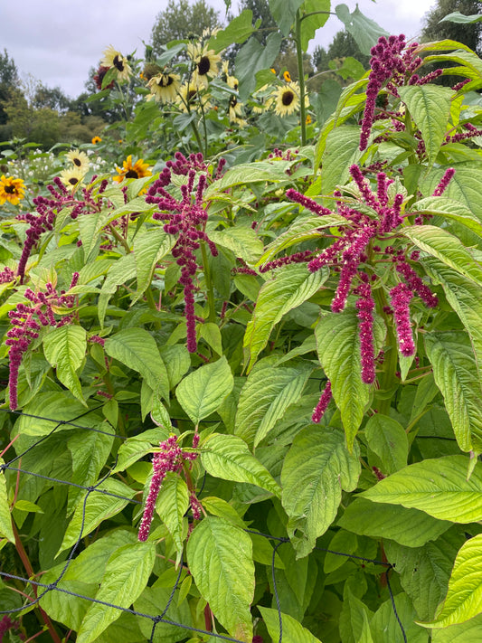 Amaranthus