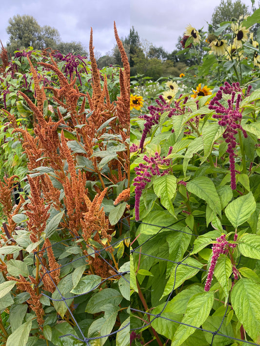 Amaranthus