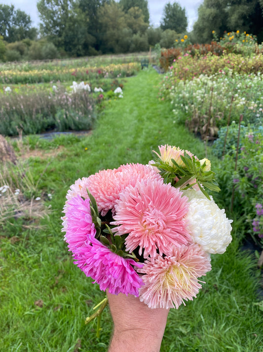 China Aster - Callistephus chinensis - short