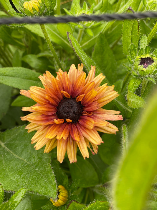 Rudbeckia mixed